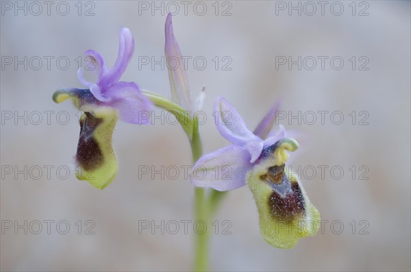 Sawfly orchid