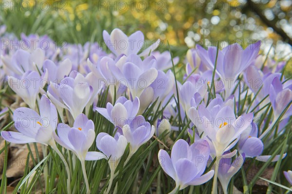 Early Crocus