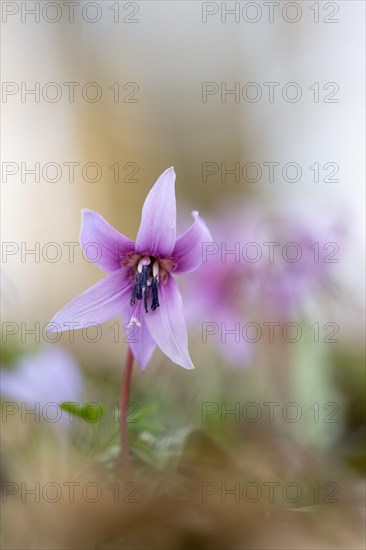 Flowering dog's tooth violet