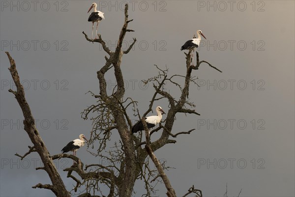 White stork