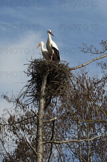 White stork