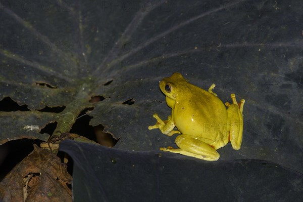 Mahogany tree frog