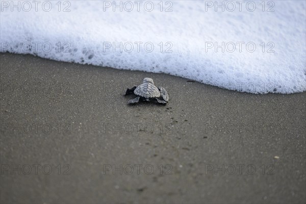 Newly hatched olive ridley sea turtle