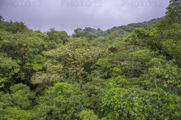 Rainforest in Selvatura Park seen from a suspension bridge