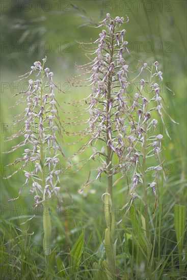 Lizard orchid