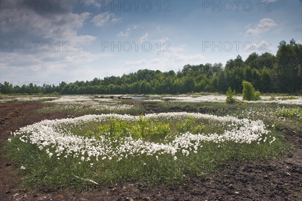 Bog landscape with common cottongrass