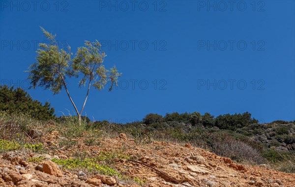 Small tree on dry clay soil