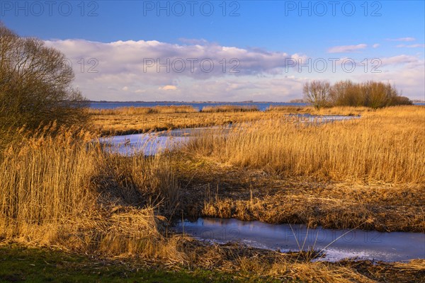 Winter landscape at the Duemmer with reeds and thatch