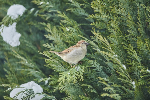 House sparrow