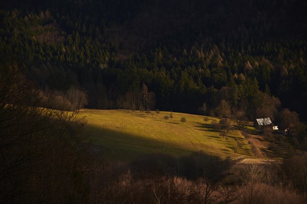 Spotlight from the sun on a small meadow with fruit trees