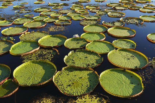 Leaves of the amazon water lily