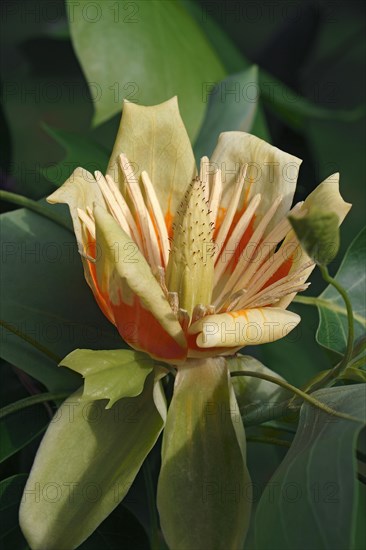 Tulip tree