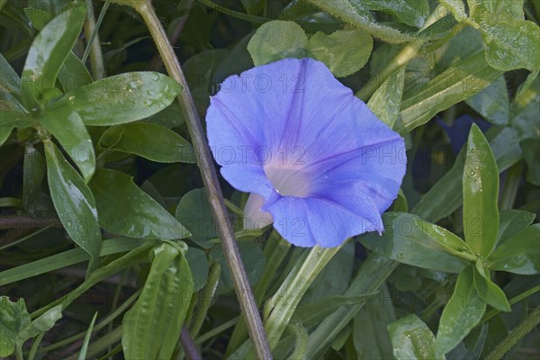 Ivy-leaved morning glory