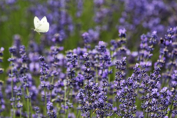 Cabbage butterfly