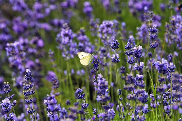 Lavender flower