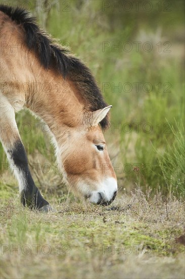 Przewalski's horse