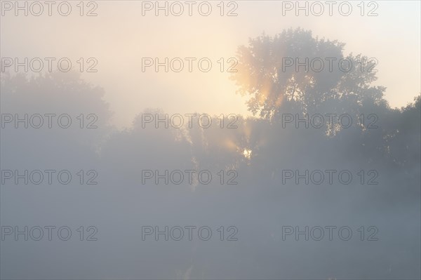 Morning fog and sunrise in the nature reserve Herbslebener Teiche