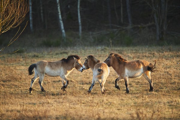 Przewalski's horse