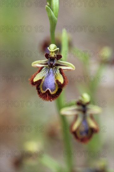 Mirror orchid