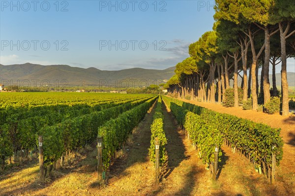 Vineyard near Bolgheri