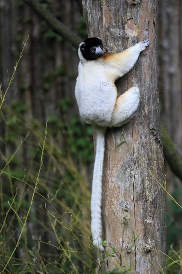 Crowned sifaka