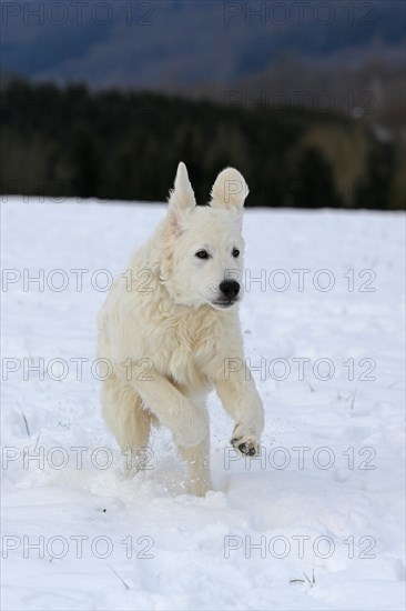 Kuvasz romping in the snow