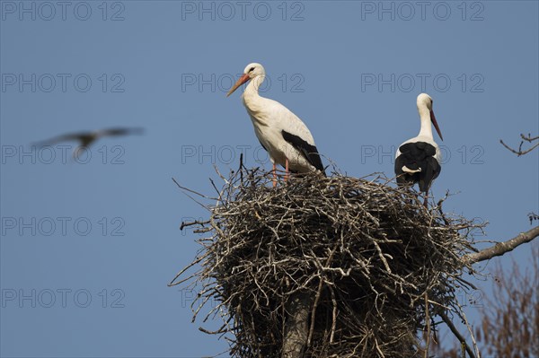 White stork