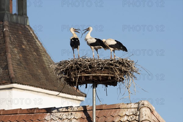 White stork