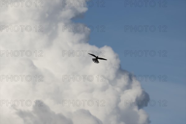 Common kestrel