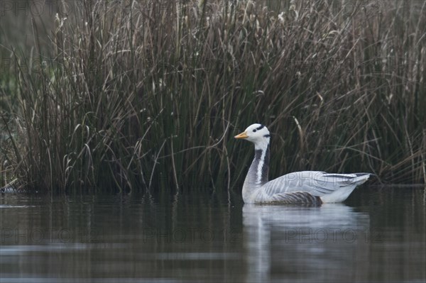 Bar-headed goose