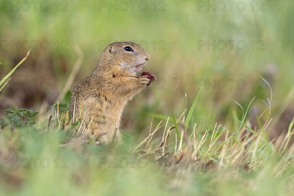 European ground squirrel