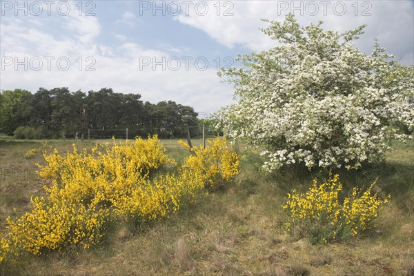 Common broom