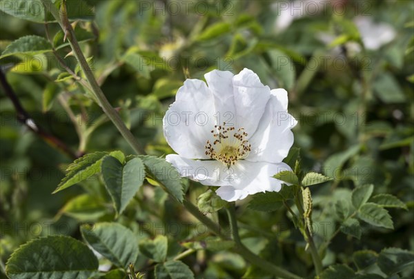 White flower