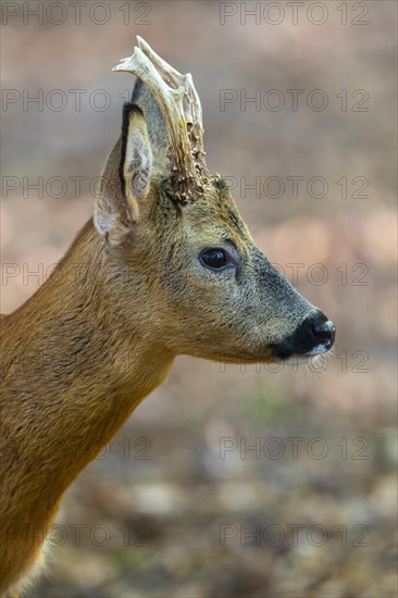 European roe deer