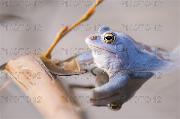 Moor frog