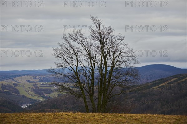 Common hornbeam