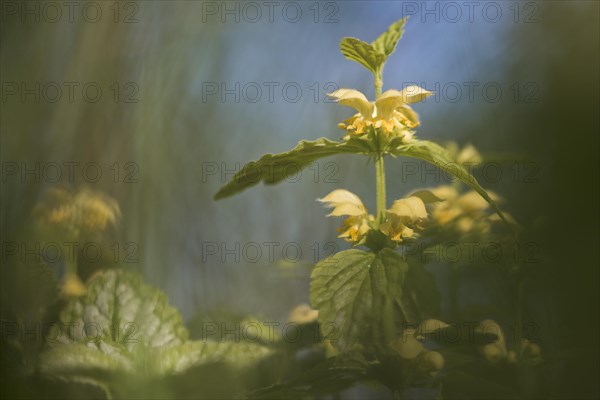 Yellow archangel