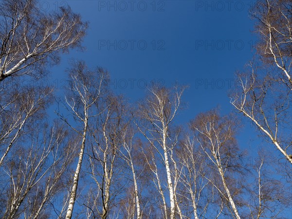 Warty birch