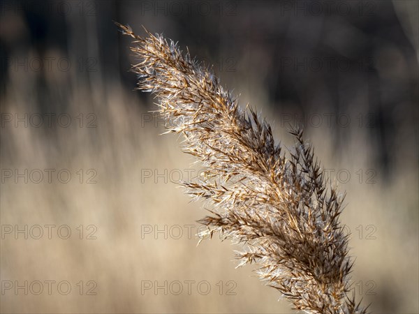 Common reed