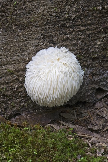 Lions mane mushroom