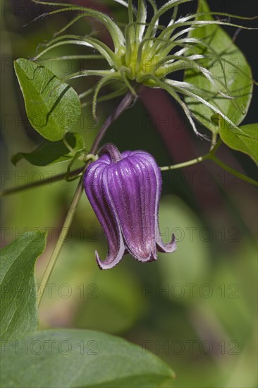 Vase vine