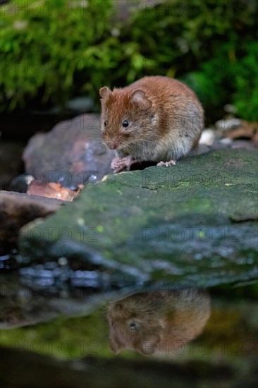 A bank vole