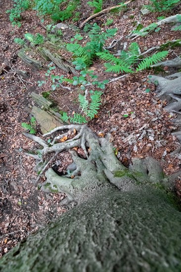 Beech roots reach into the soil