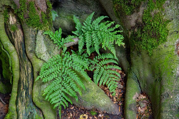 Fern leaves growing between beech roots