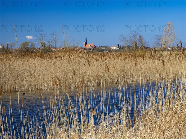 Elbe meadows near Wust-Fischbeck