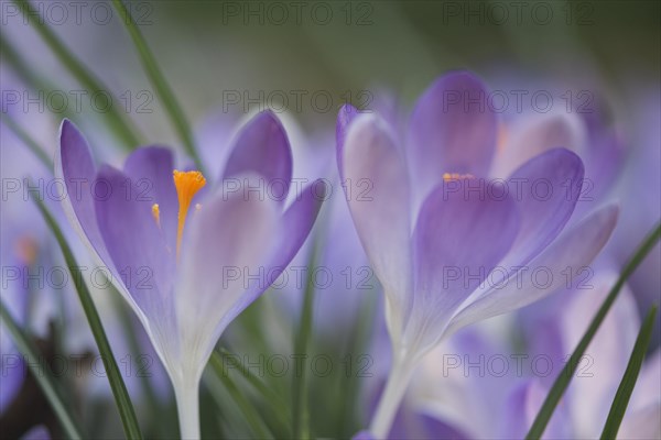 Early Crocus