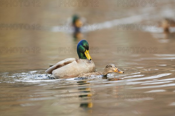 Wild duck