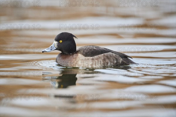 Tufted pochard