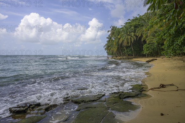 Sandy beach beach with palm trees