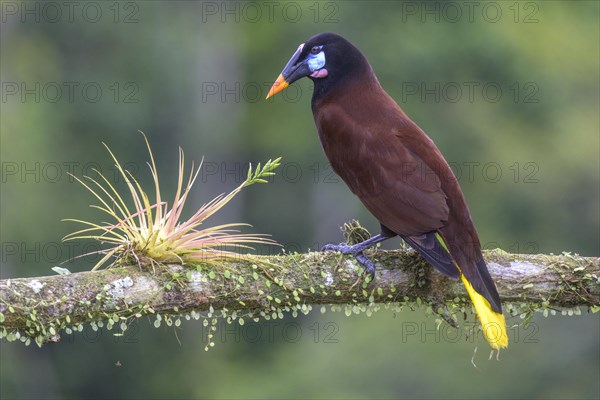 Montezuma oropendola